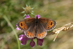 Erebia montanus
