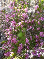Erica rosacea