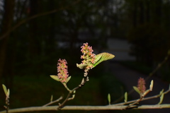 Fortunearia sinensis