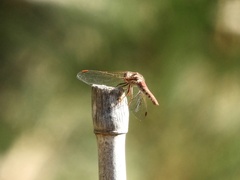 Sympetrum gilvum