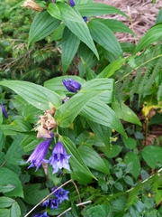 Gentiana asclepiadea