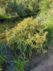Cyperus odoratus