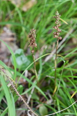Goodyera repens