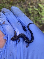 Caudata
