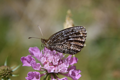 Erebia montanus