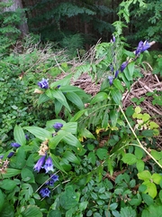 Gentiana asclepiadea