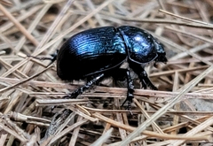 Geotrupes balyi
