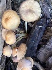 Collybiopsis villosipes
