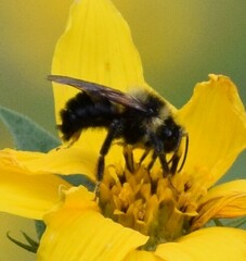 Bombus citrinus