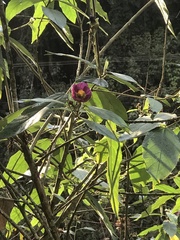 Callianthe rufinerva