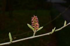 Fortunearia sinensis