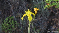 Moraea spathulata