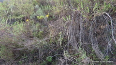 Moraea spathulata