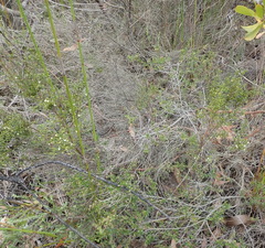 Lachnaea axillaris