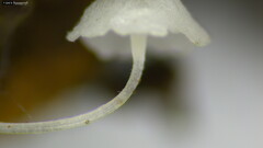 Hemimycena