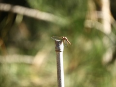 Sympetrum gilvum