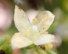 Lachnaea axillaris