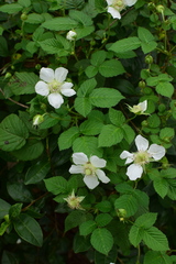 Rubus hirsutus