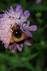 Volucella pellucens