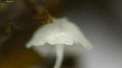 Hemimycena