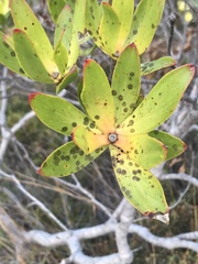 Leucadendron gandogeri