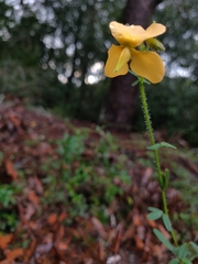 Chapmannia floridana