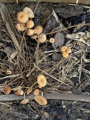 Collybiopsis villosipes