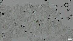 Hemimycena