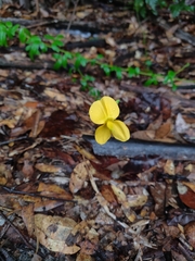 Chapmannia floridana