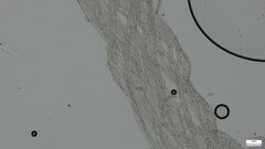 Hemimycena