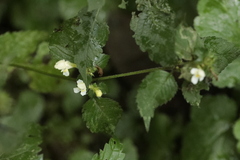 Galeopsis