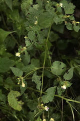Galeopsis