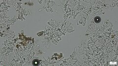 Hemimycena