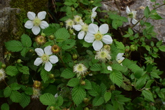 Rubus hirsutus