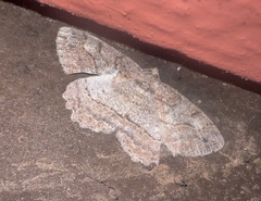 Neoalcis californiaria