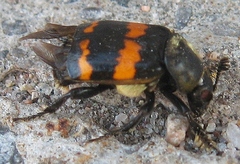 Nicrophorus tomentosus