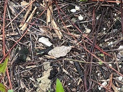 Anticarsia gemmatalis