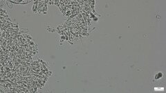 Hemimycena