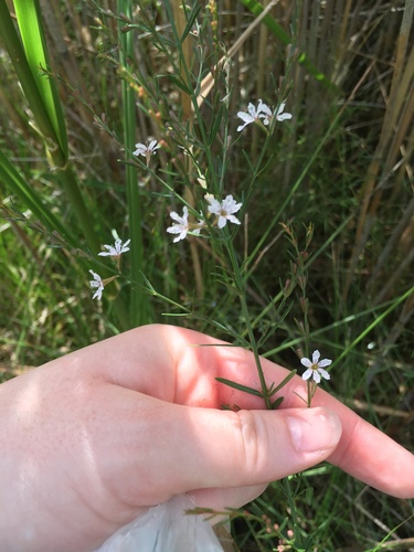 Image of Lythrum lineare by (c) harrier, some rights reserved (CC BY)