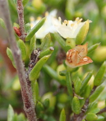 Lachnaea axillaris
