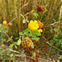 Trifolium aureum