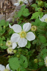 Rubus hirsutus