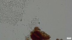 Hemimycena