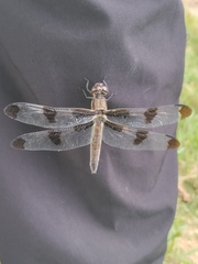 Libellula pulchella