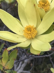 Leucadendron gandogeri