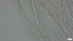 Hemimycena
