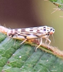 Eupteryx