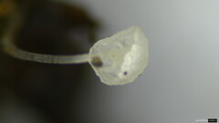 Hemimycena