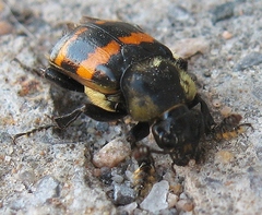 Nicrophorus tomentosus