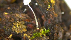 Hemimycena